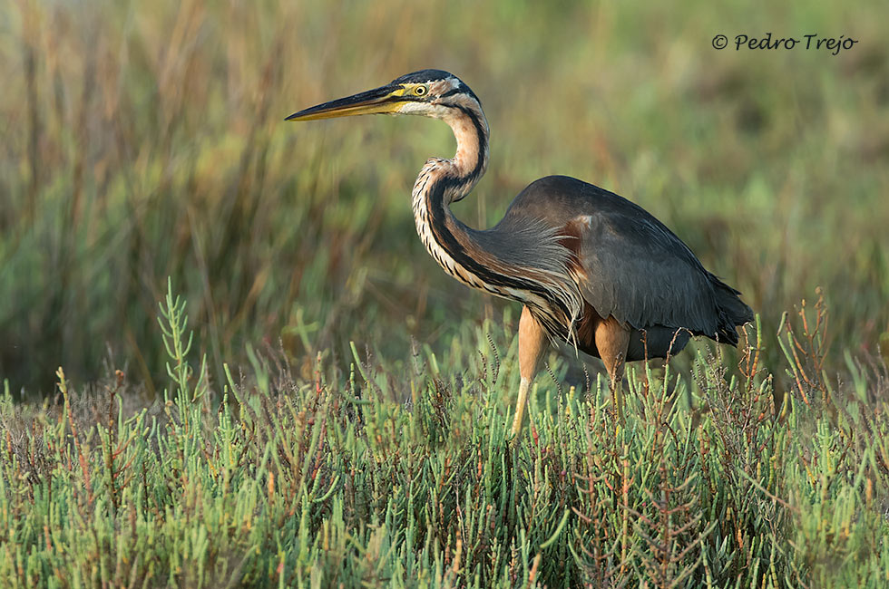 Garza imperial (Ardea purpurea)